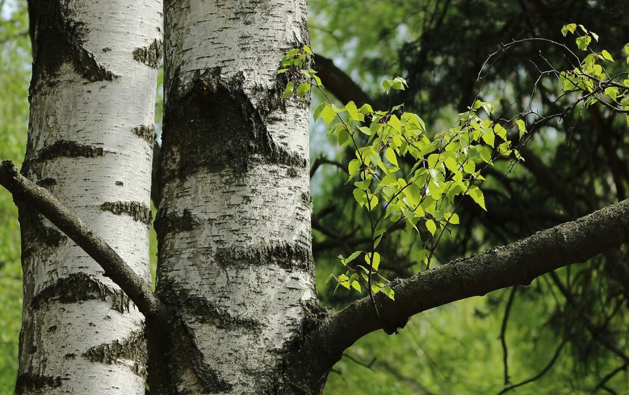 Березовый ствол