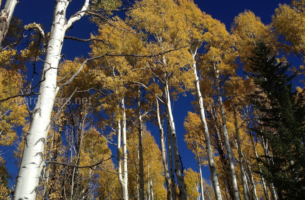 Осина Лесная