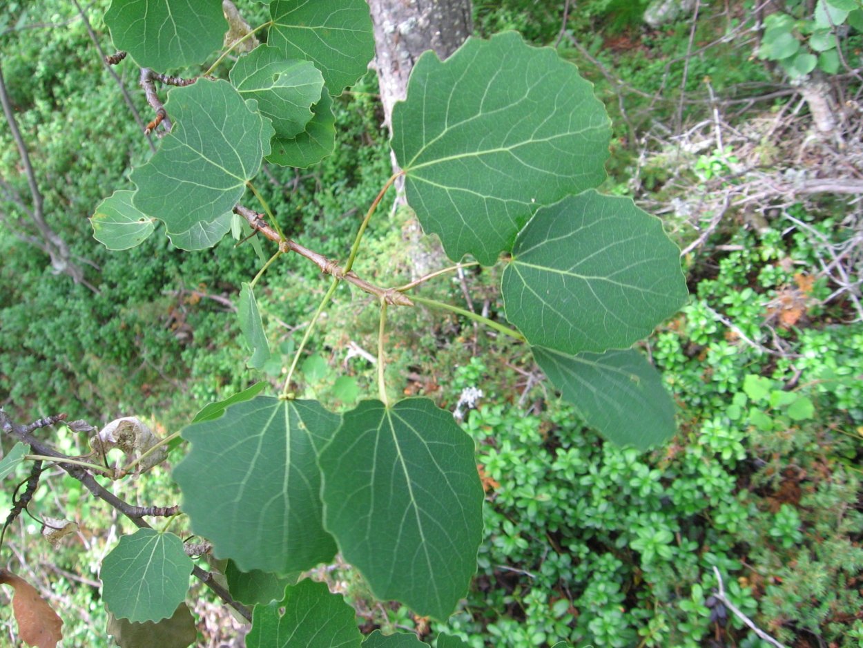 Осина Давида