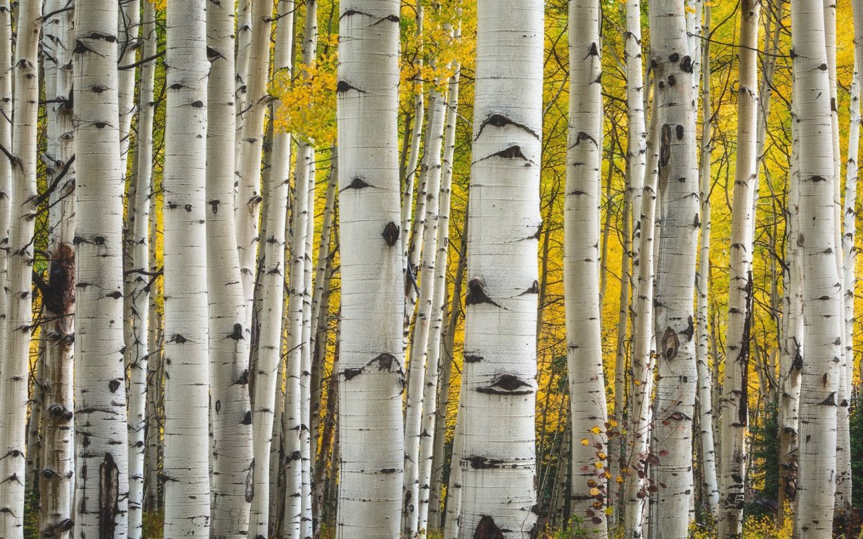 Осина дерево Удмуртия