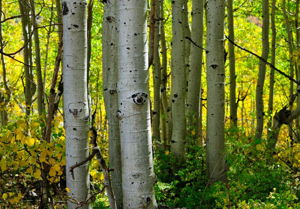 Осина обыкновенная