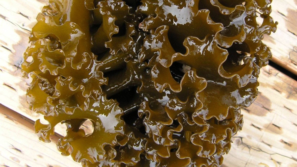 Саргассум водоросль