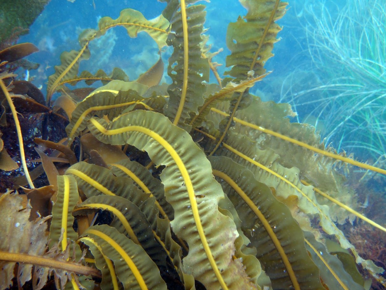 Красная водоросль Кораллина (corallina officinalis)