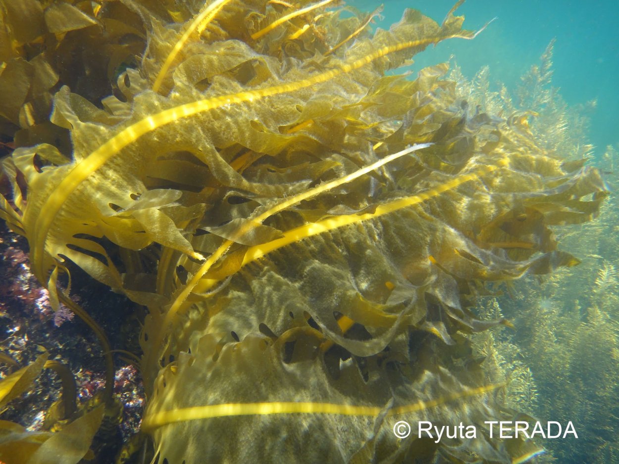 Морские водоросли ундария перистая