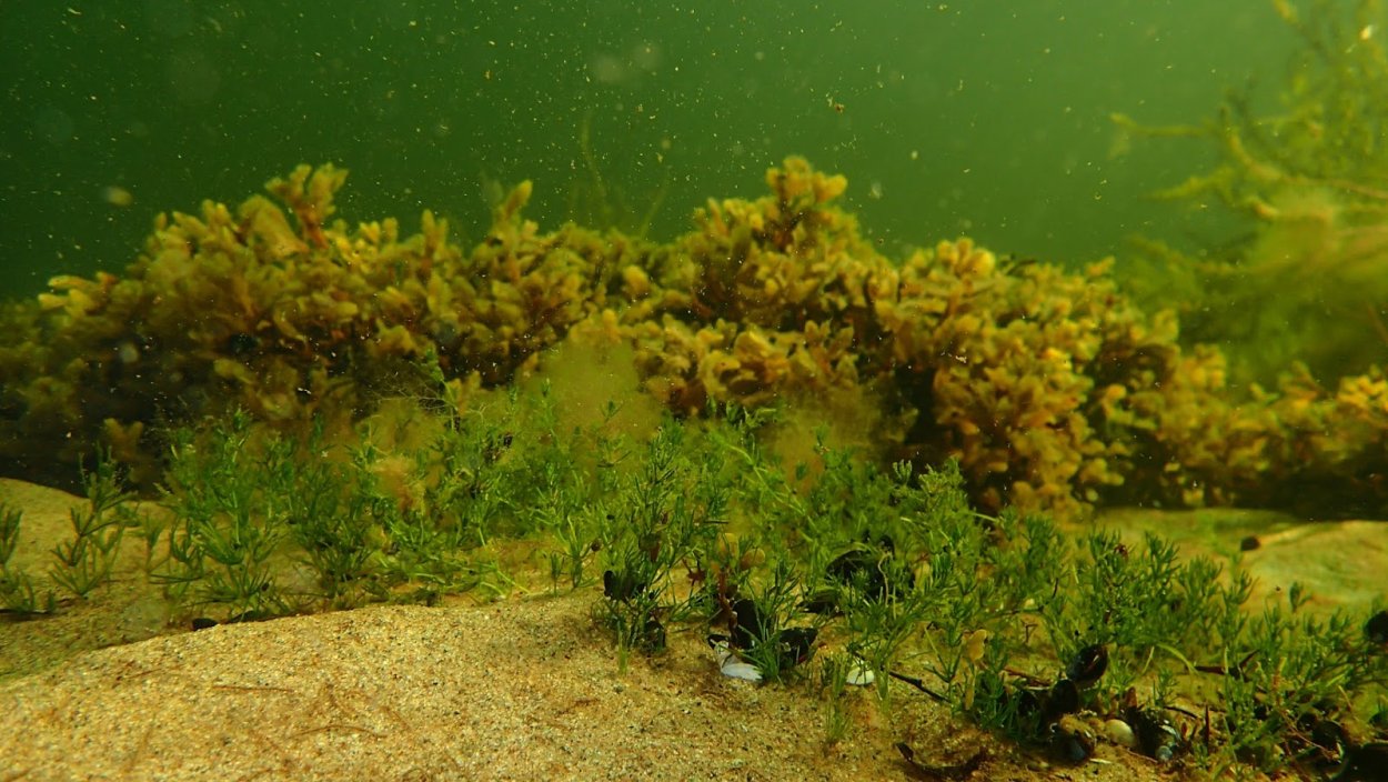 Scytosiphon lomentaria