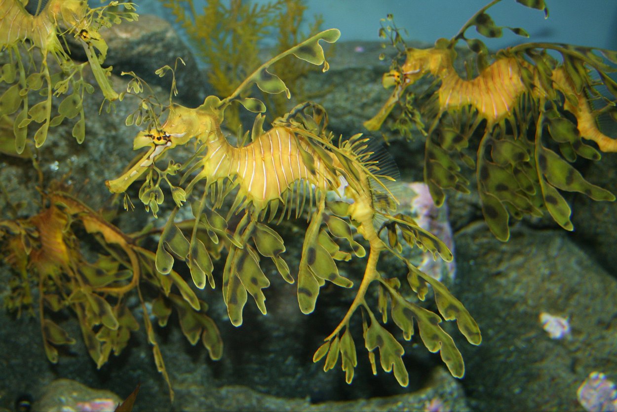 Водоросли морская капуста