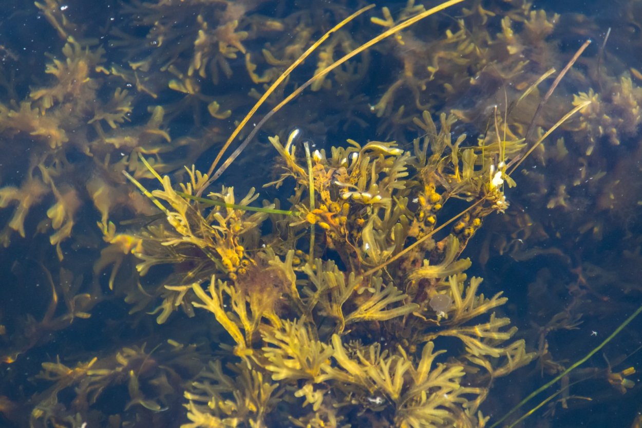 Бурая водоросль (Macrocystis pyrifera),