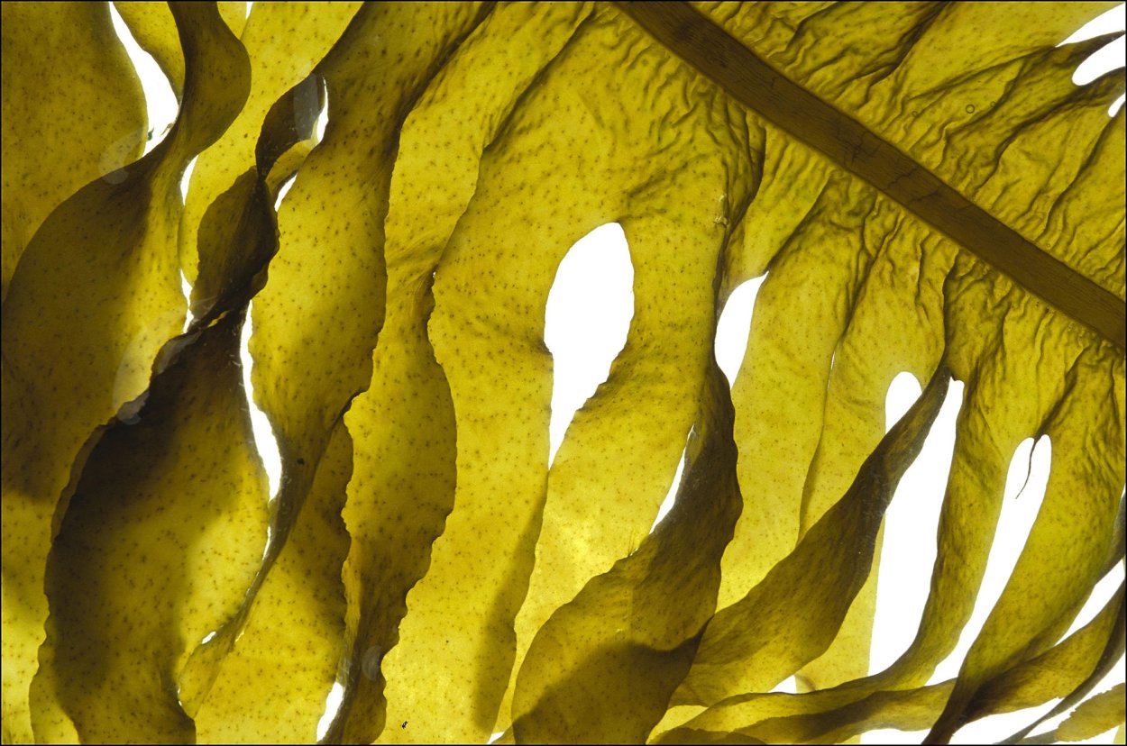 Ундария перистая вакаме