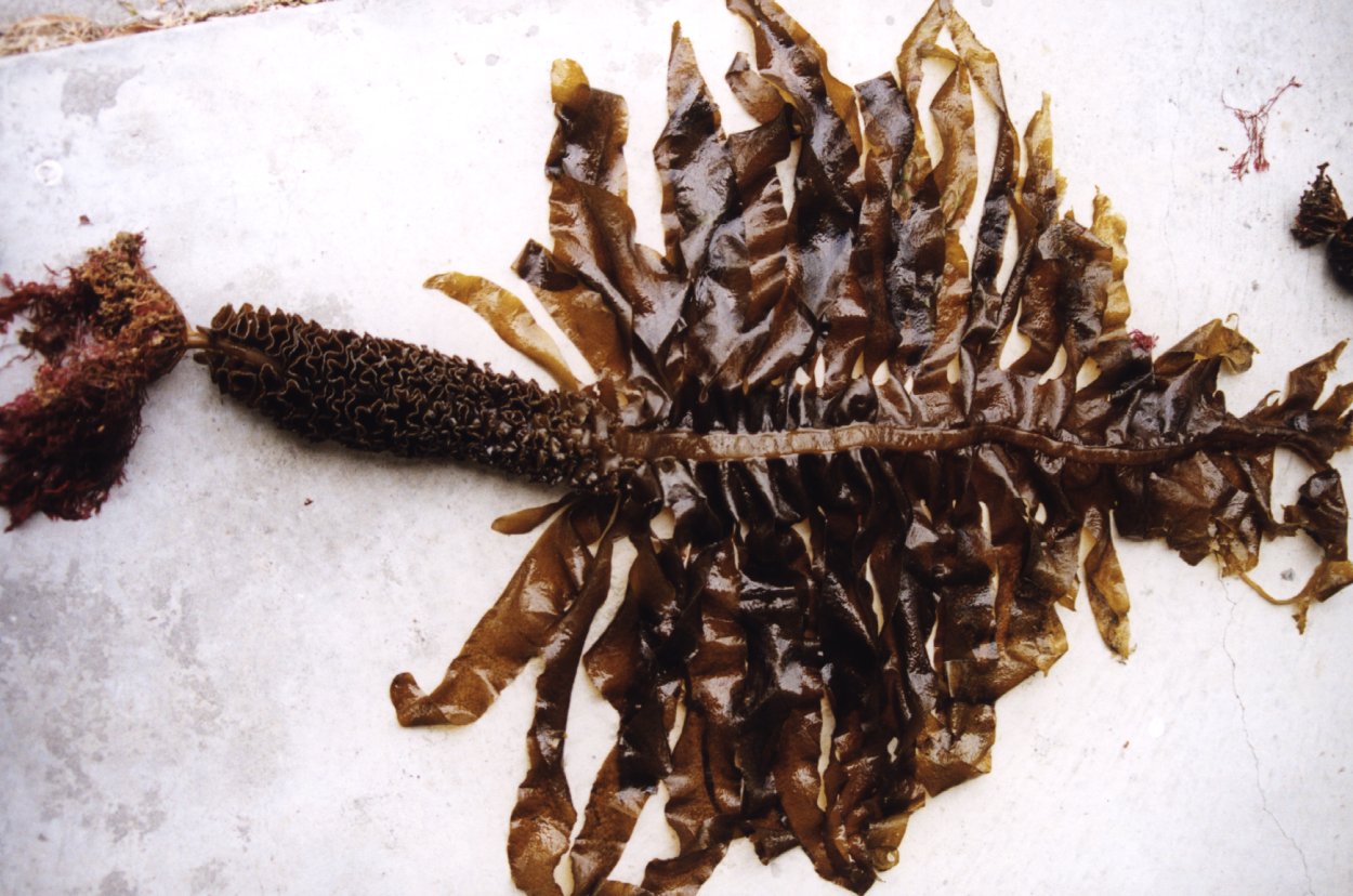 Brown Seaweed
