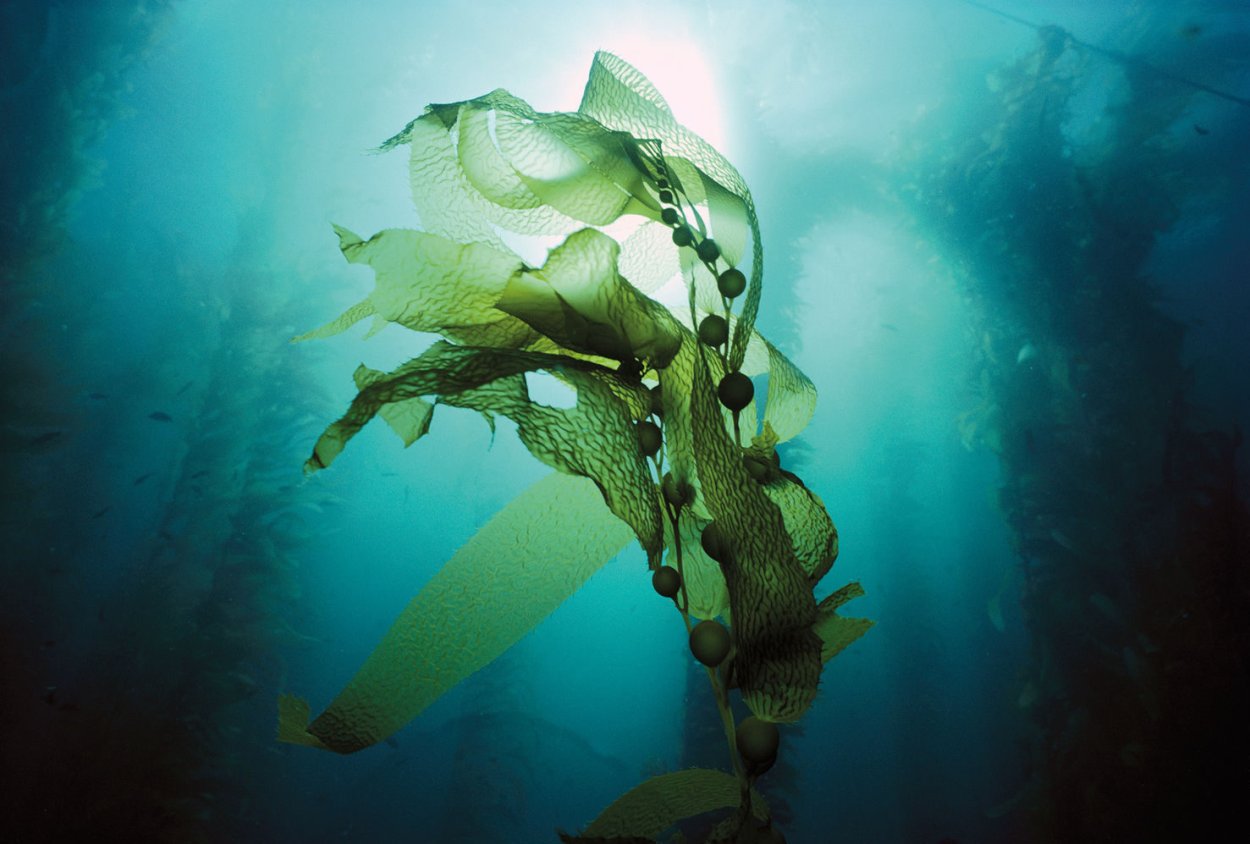 Отдел желтозеленые водоросли (Xanthophyta)