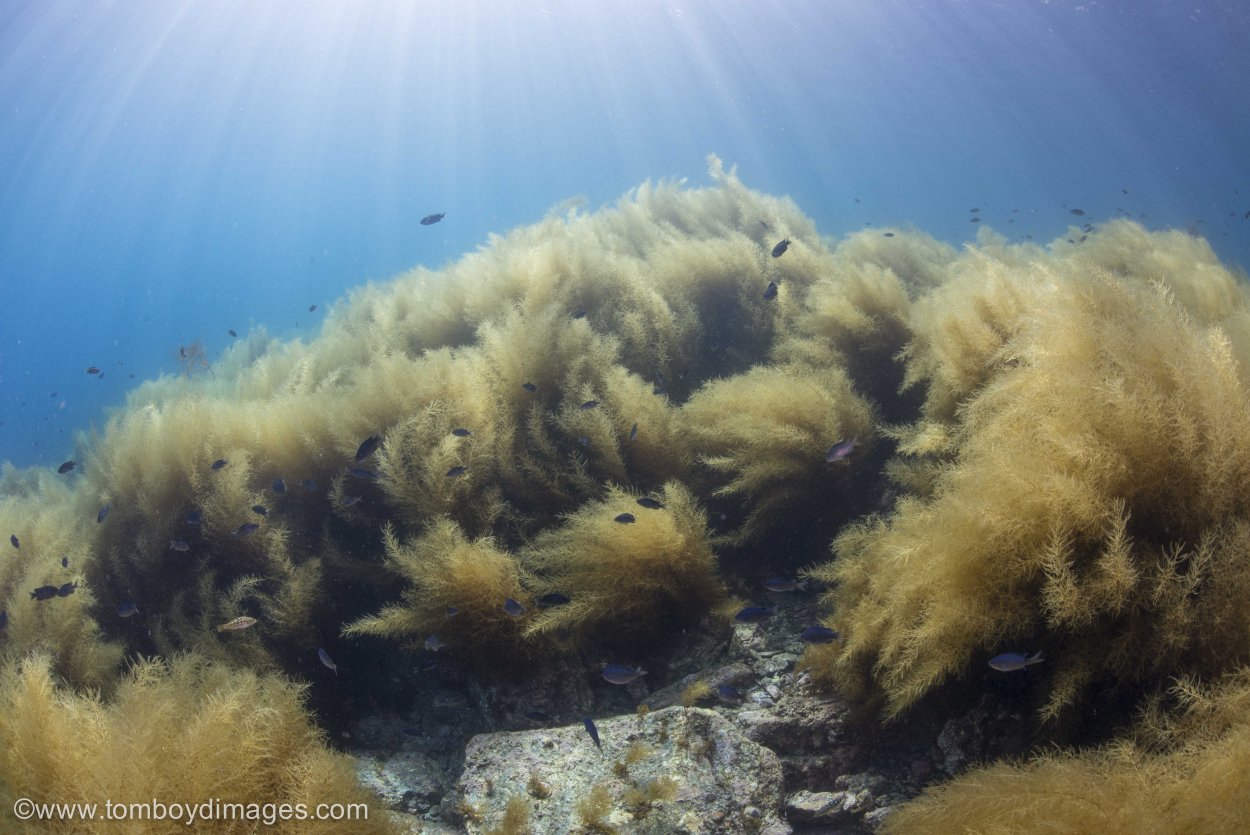 Нематофитовые водоросли