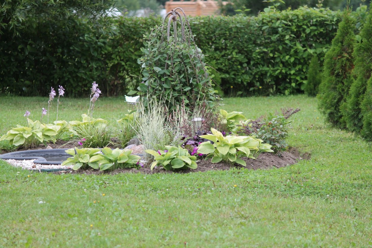 Ива Пендула в ландшафтном дизайне