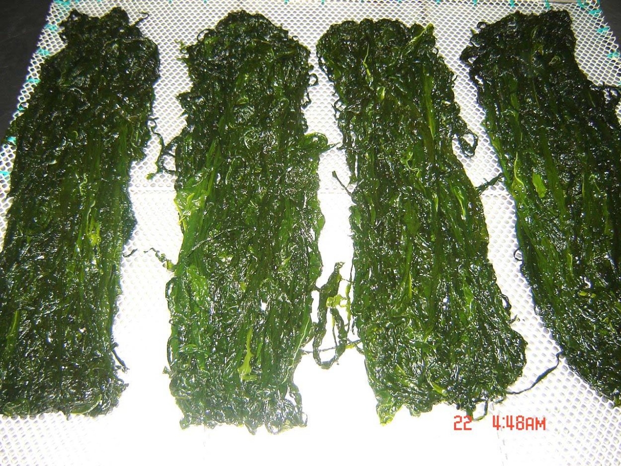 Алария бурые водоросли