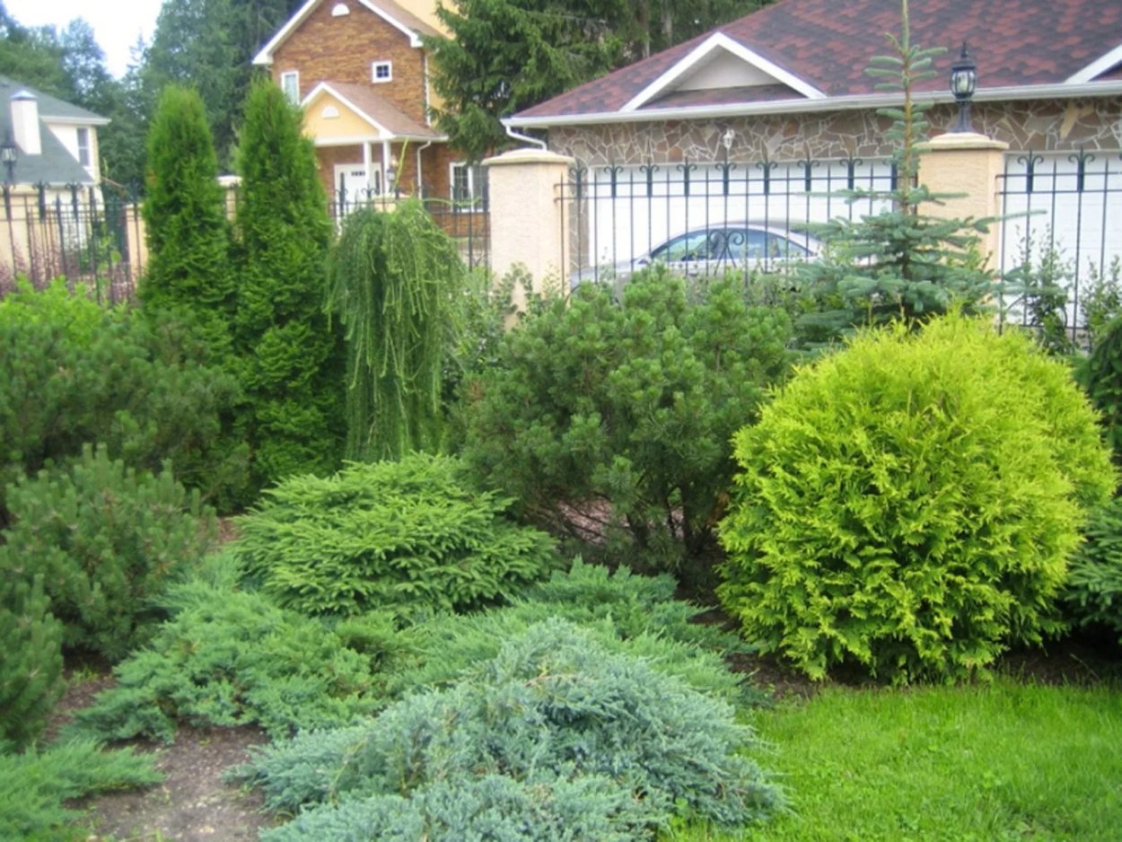 Туя Западная в миксбордере