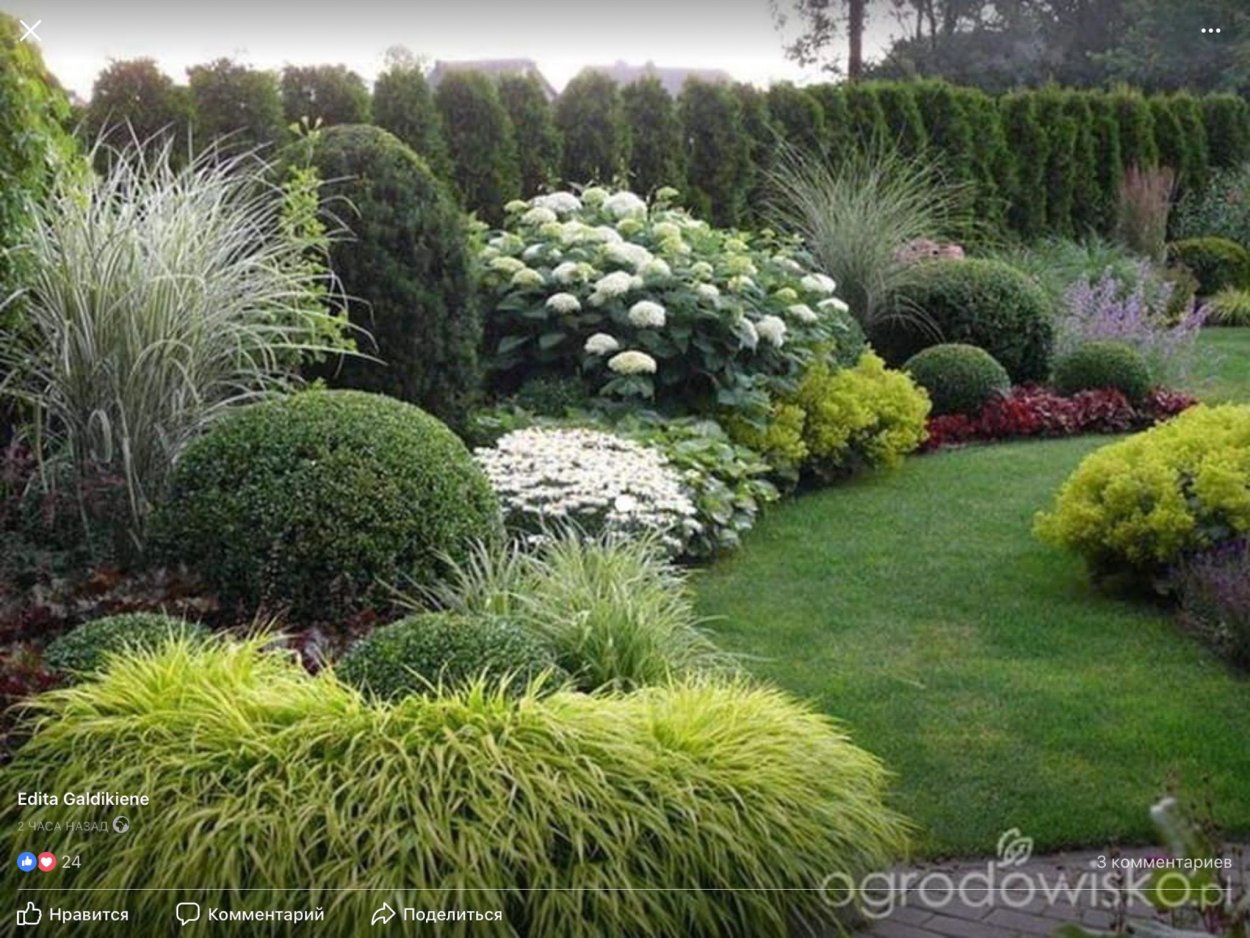 Тсуга в миксбордере