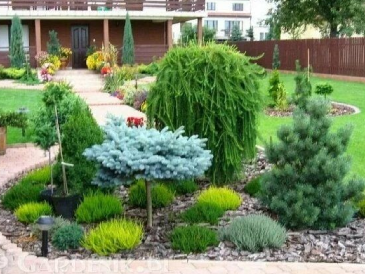 Хвойный рокарий миксбордер