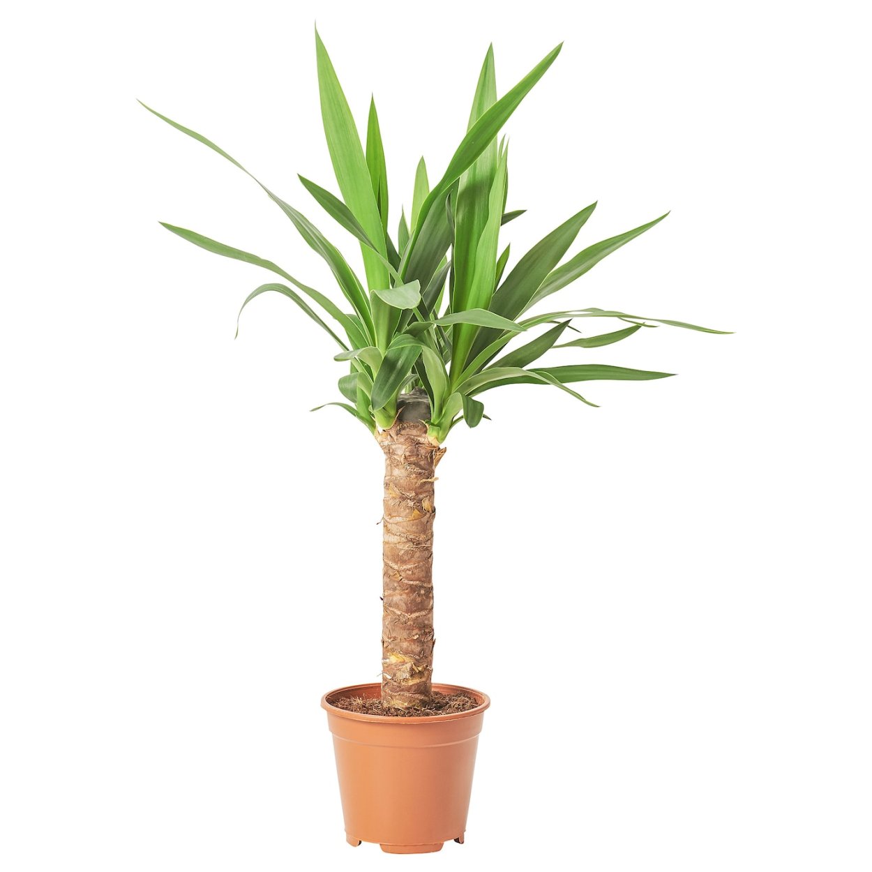 Yucca ELEPHANTIPES Юкка слоновая
