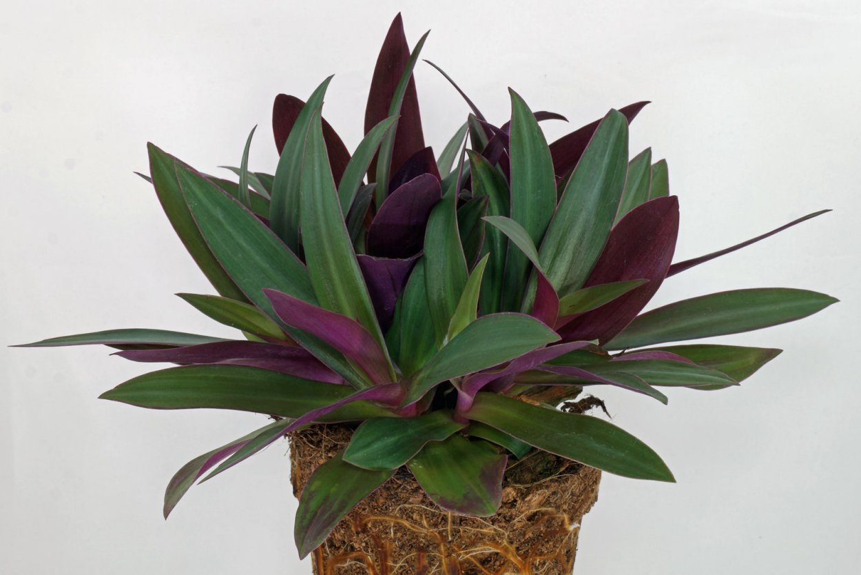 Традесканция Рео Триколор