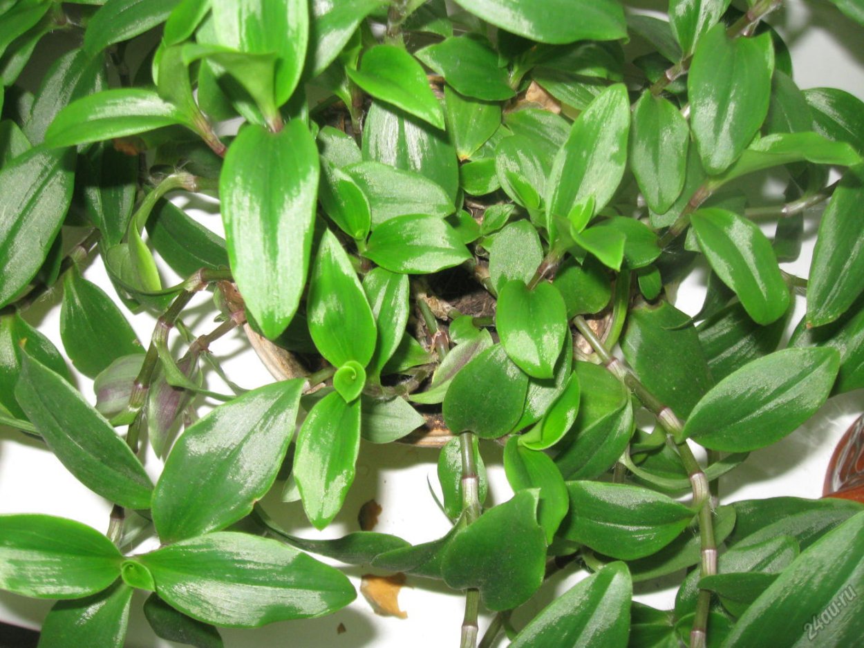 Традесканция Приречная