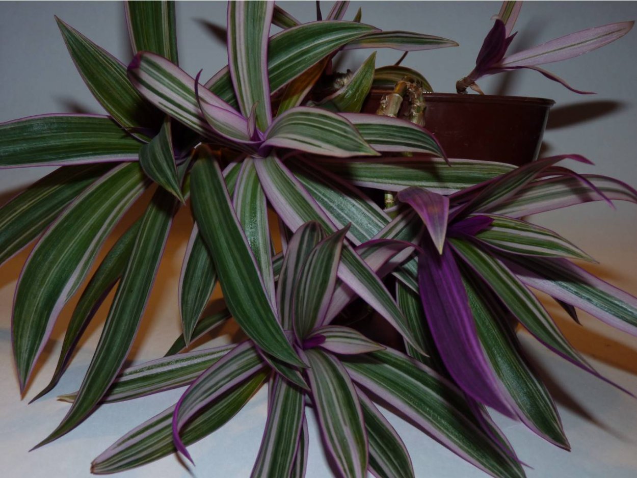 Традесканция Вайолет Хилл