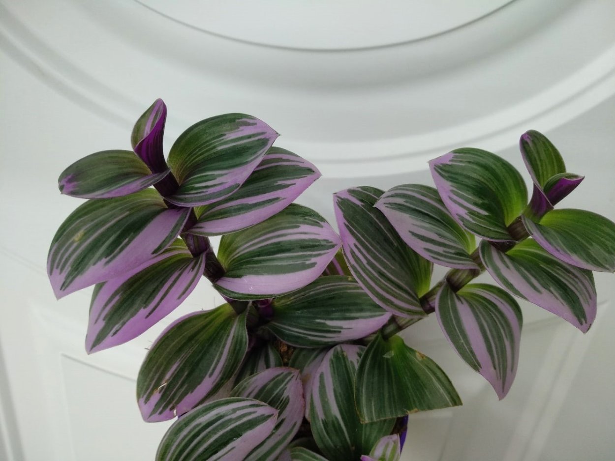 Сеткреазия пурпурная