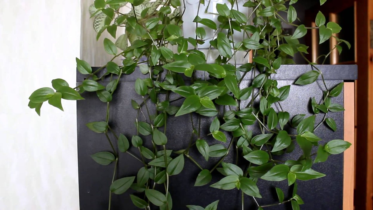 Традесканция Приречная Флуминенсис