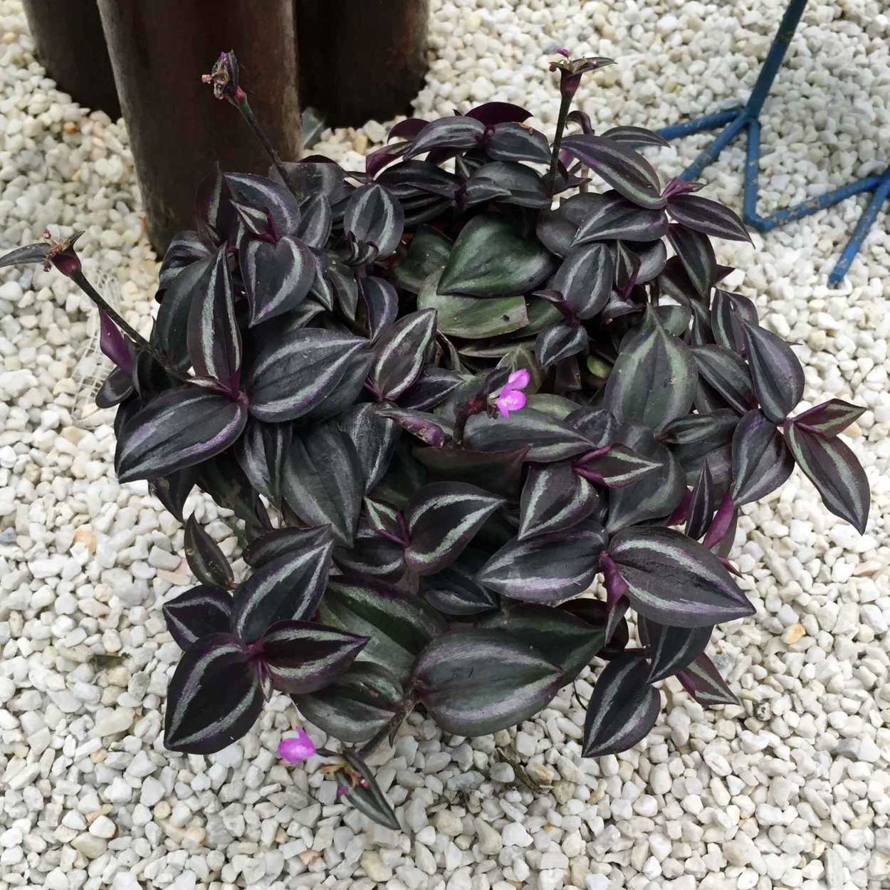 Традесканция зеленая ампельная