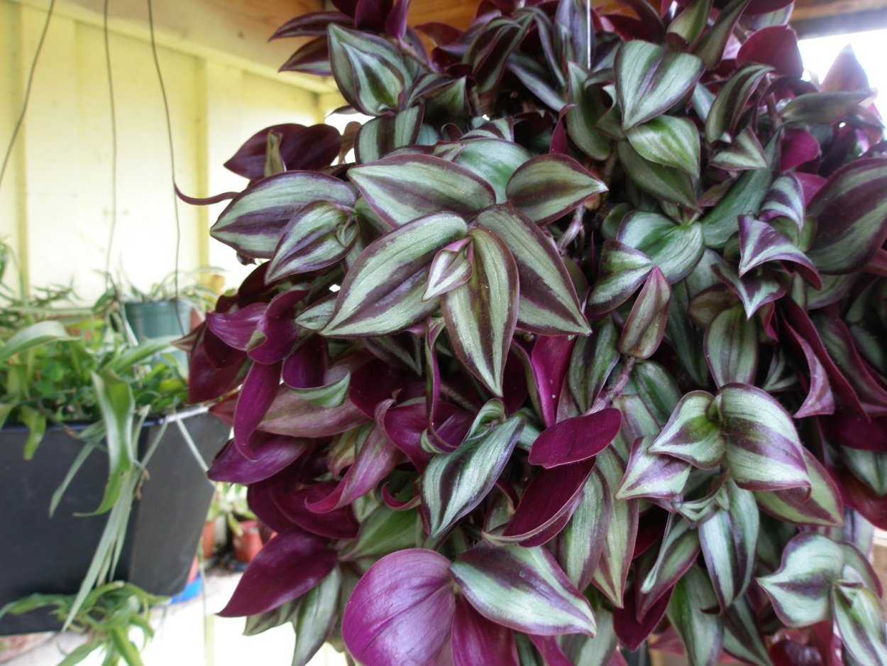 Традесканция карнавал