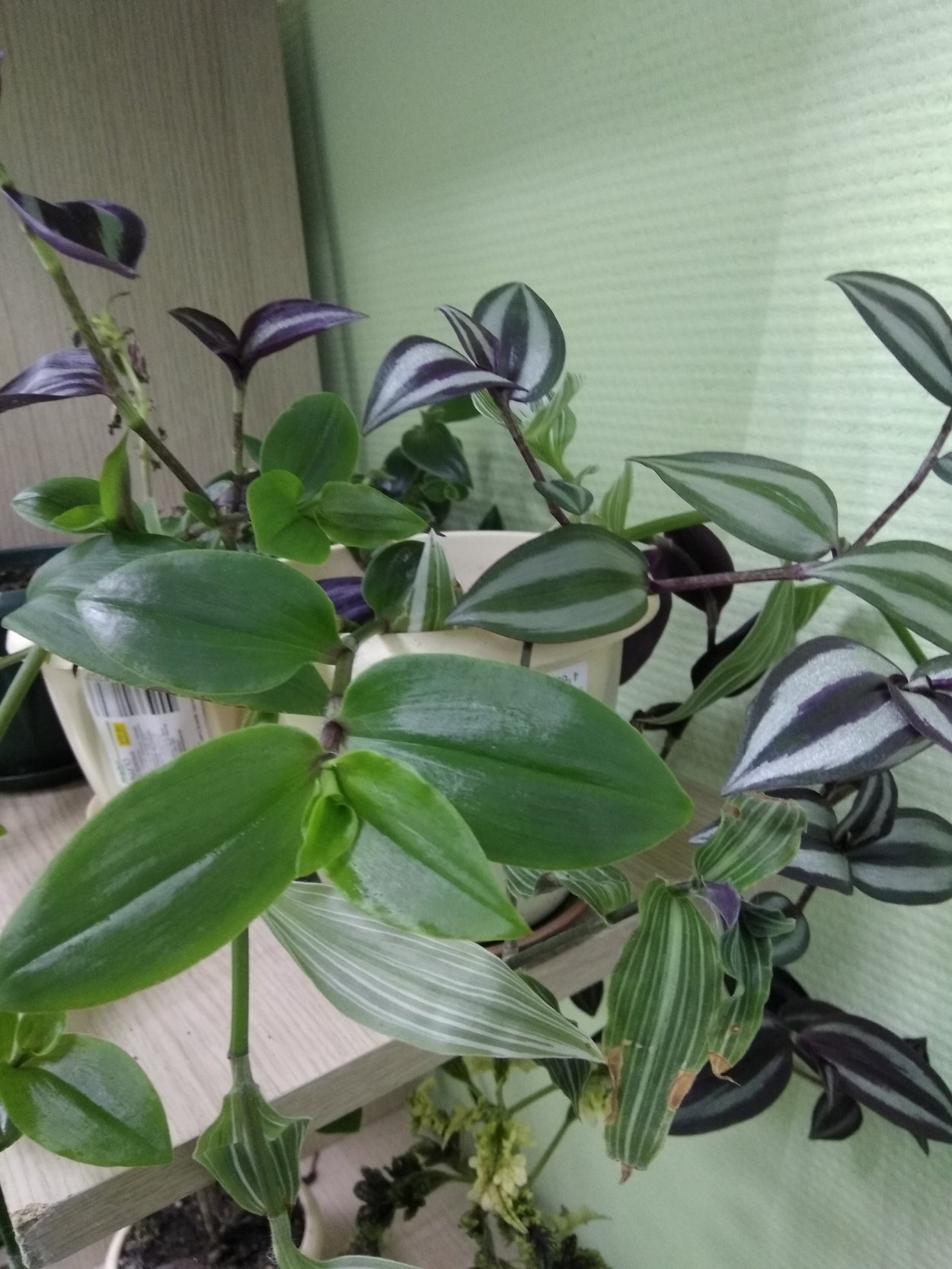 Традесканция Нанук ( Tradescantia » Nanouk «)