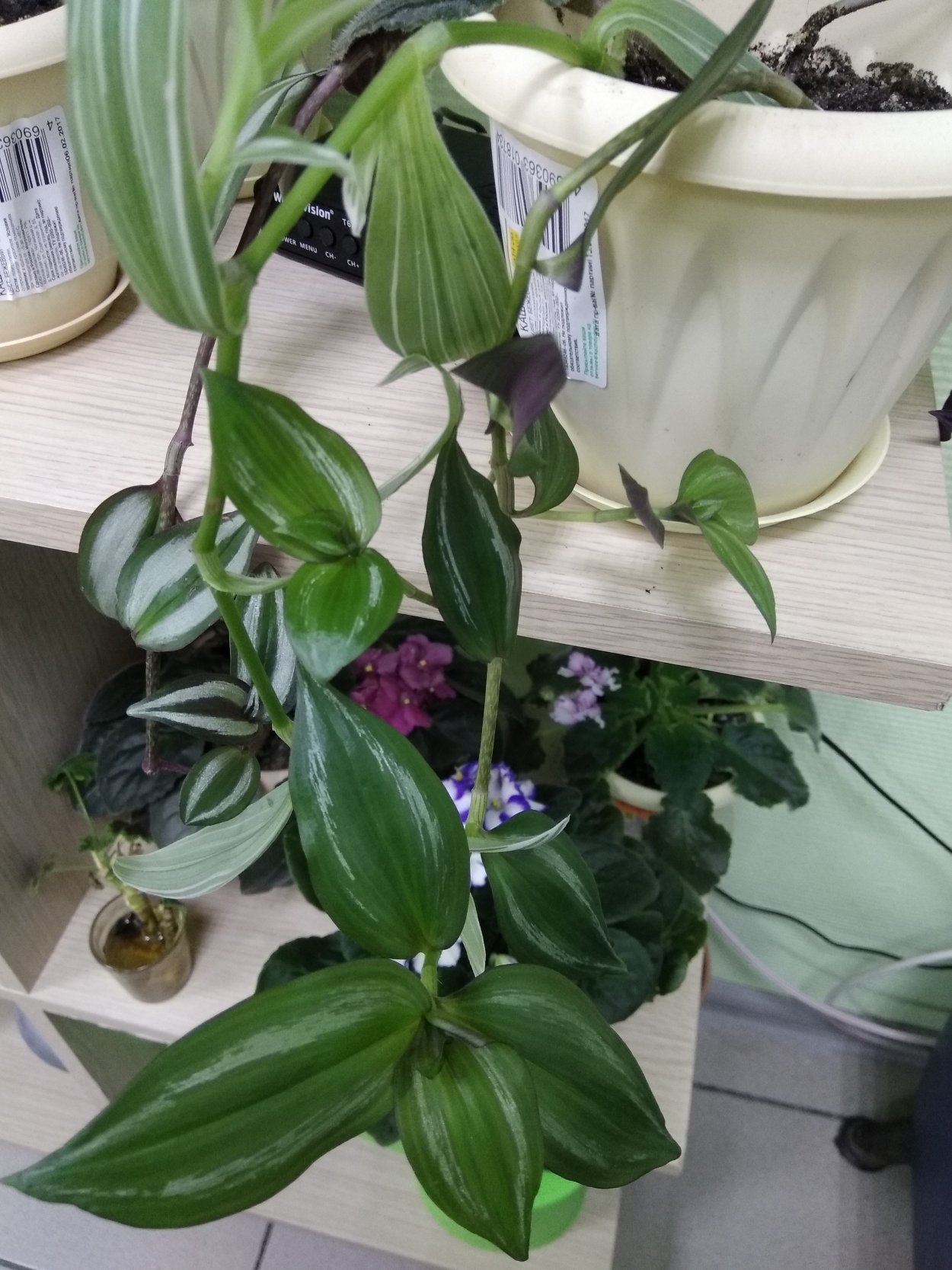 Традесканция Приречная зелёная