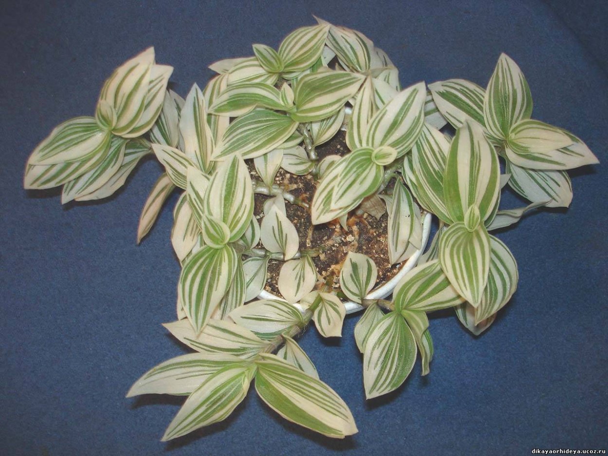 Традесканция розовая невеста