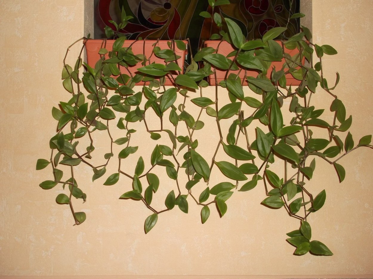 Традесканция Вьюн