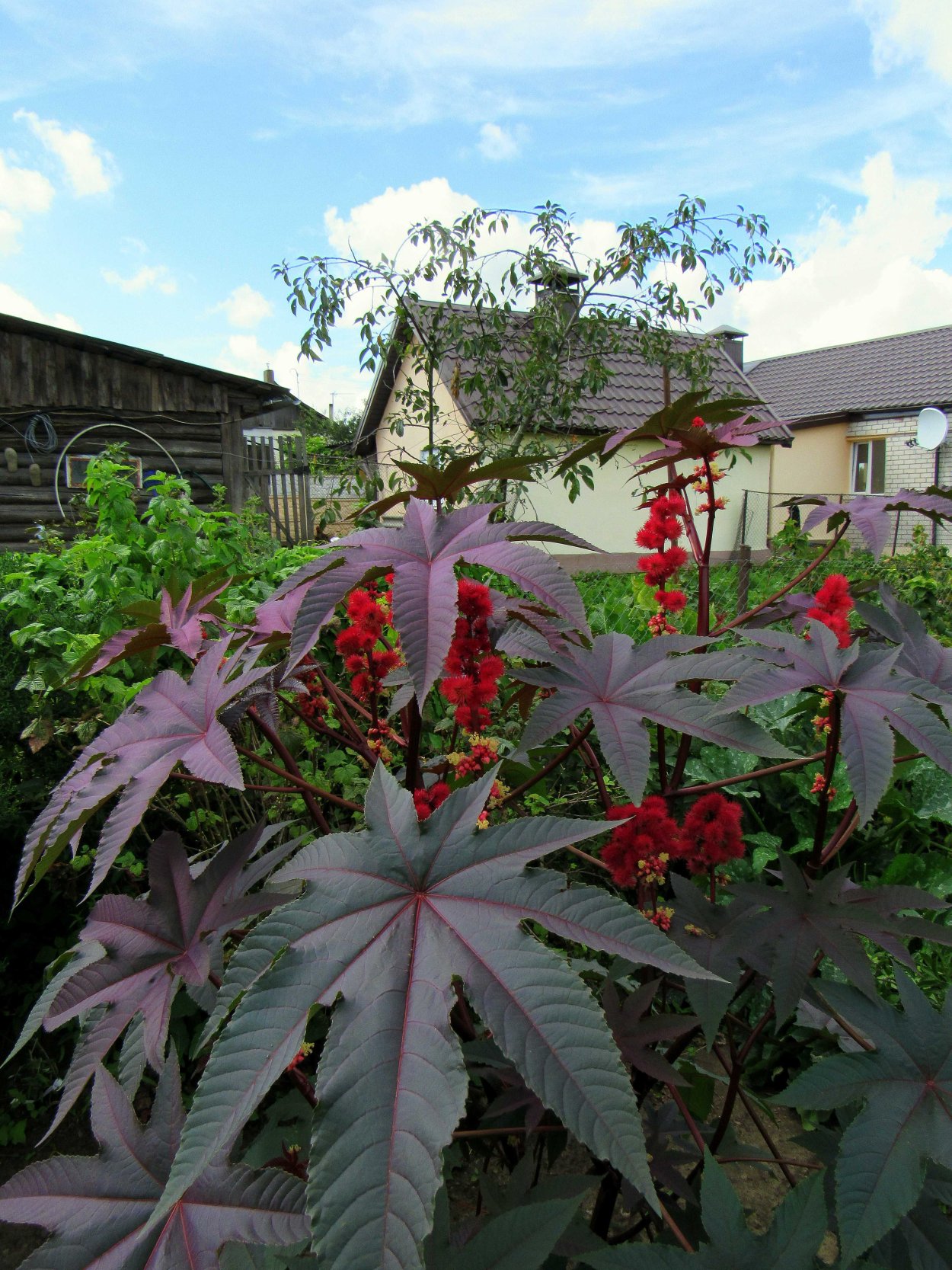 Клещевина занзибарская