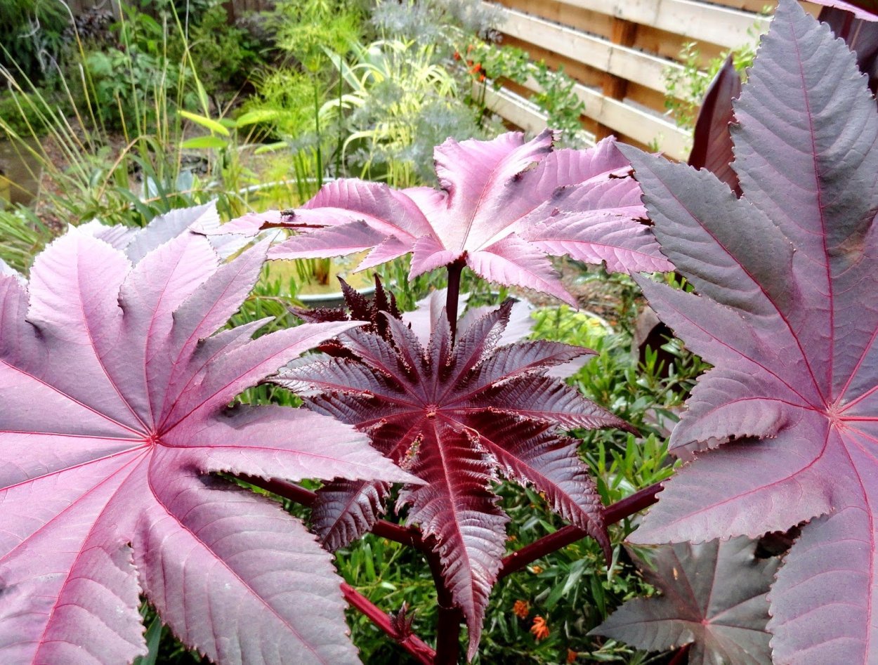 Клещевина рицин