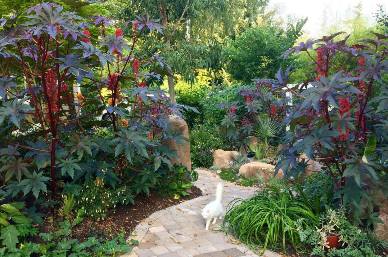 Амарант и клещевина в цветнике