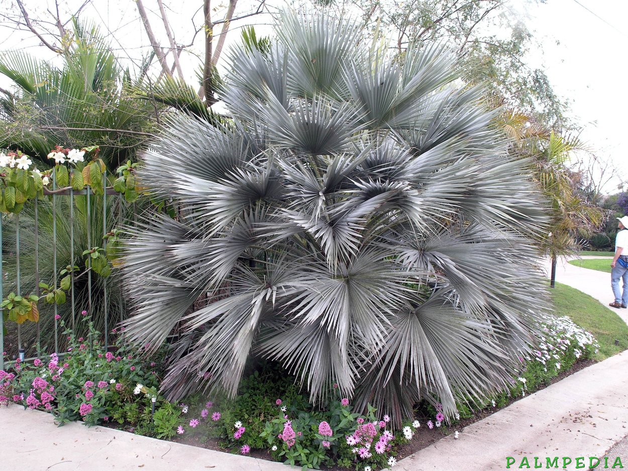 Брахея Армата