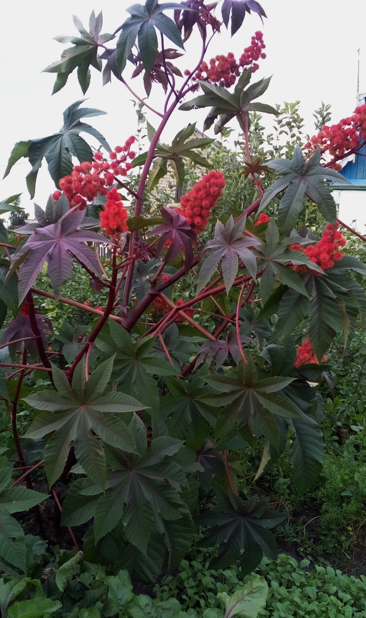 Клещевина Ricinus communis