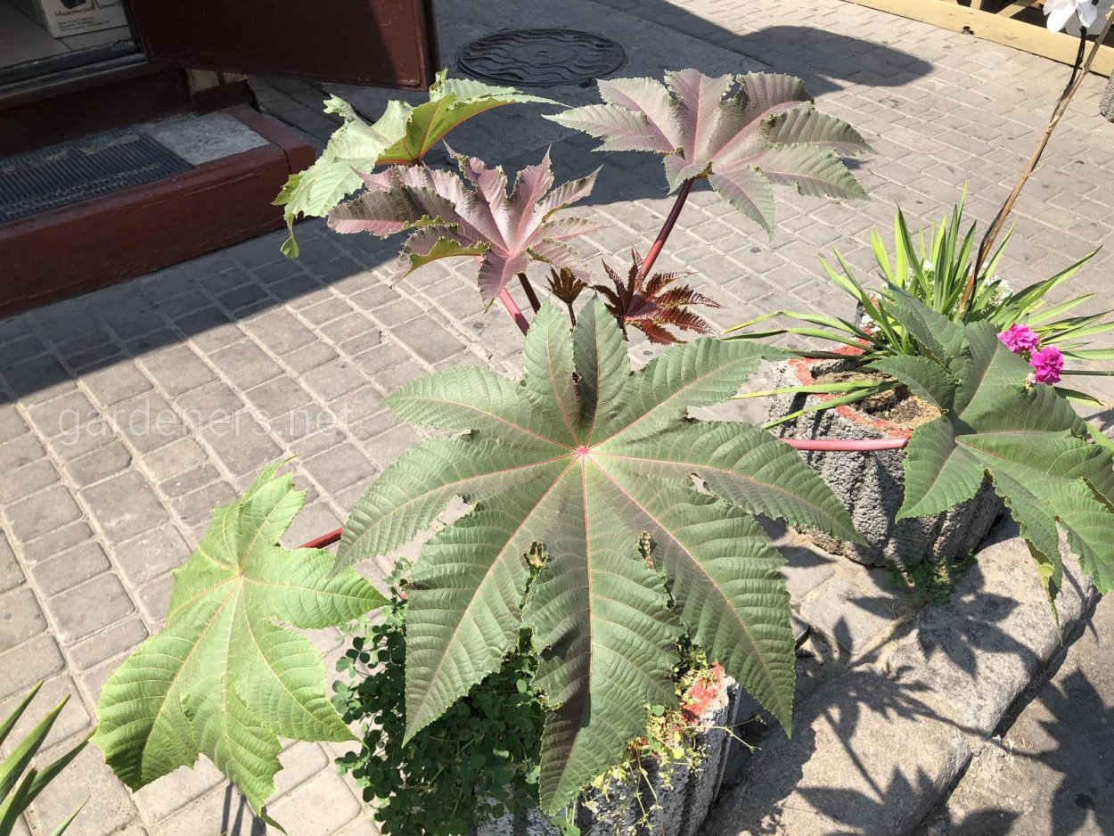 Клещевина занзибарская