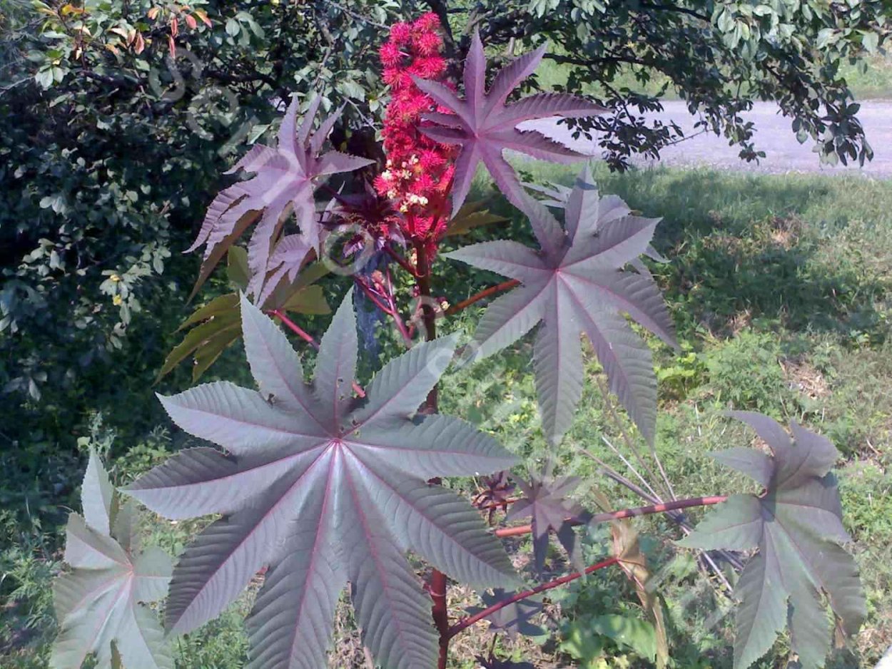 Клещевина Кленовая