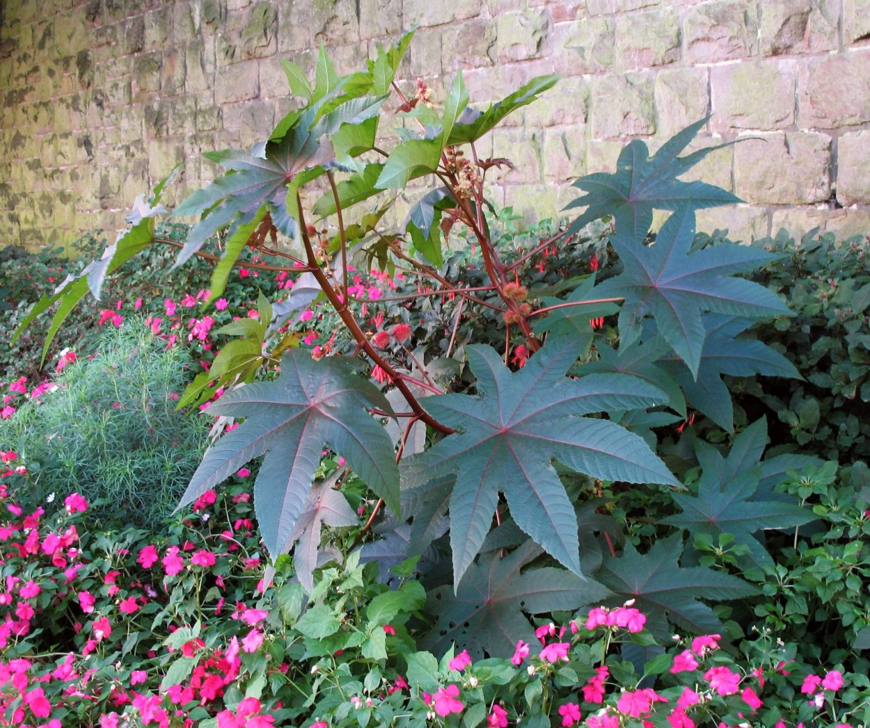 Клещевина Северная Пальма