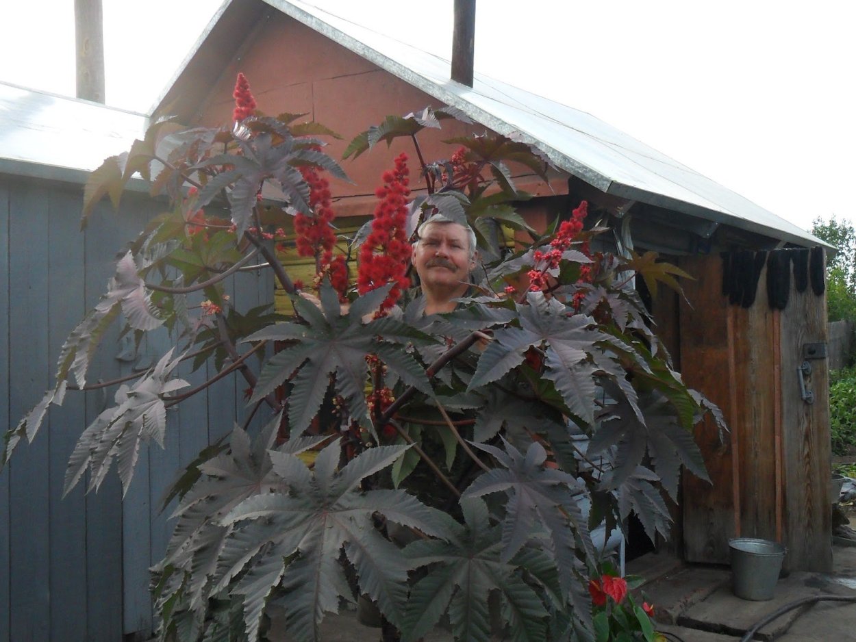 Клещевина пальмовая ветвь