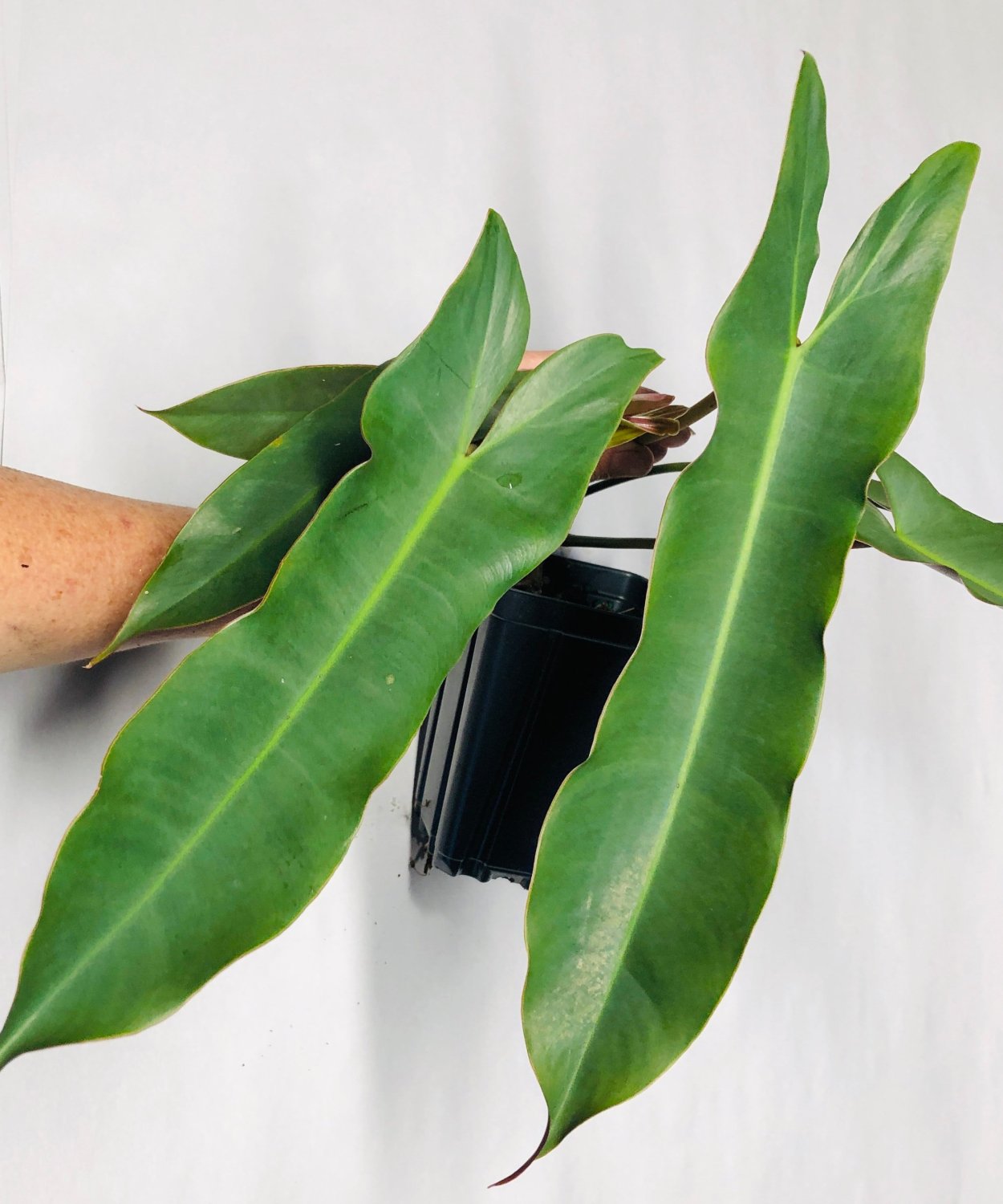 Цветок с резными листьями