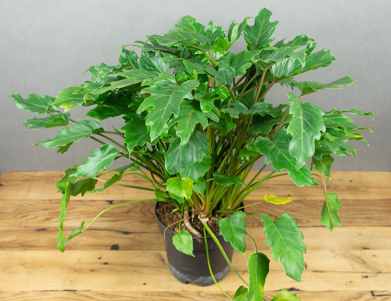 Филодендрон стоповидный