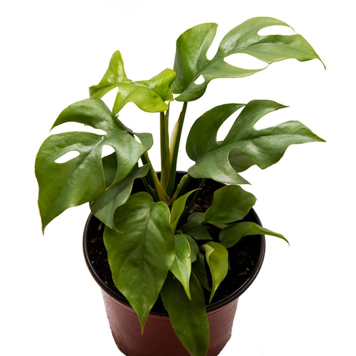 Филодендрон мандианум