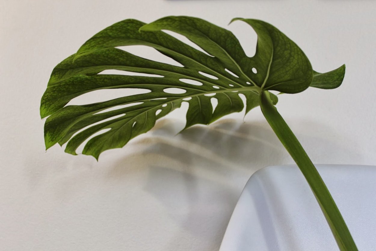 Paper Gold Black Philodendron