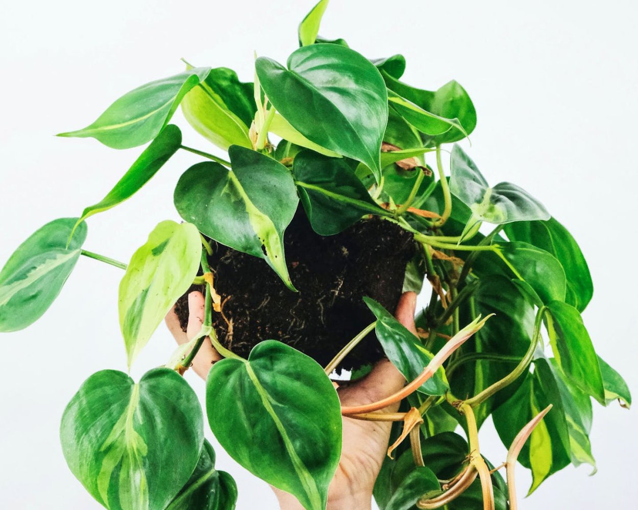 Сциндапсус Эпипремнум Мунлайт