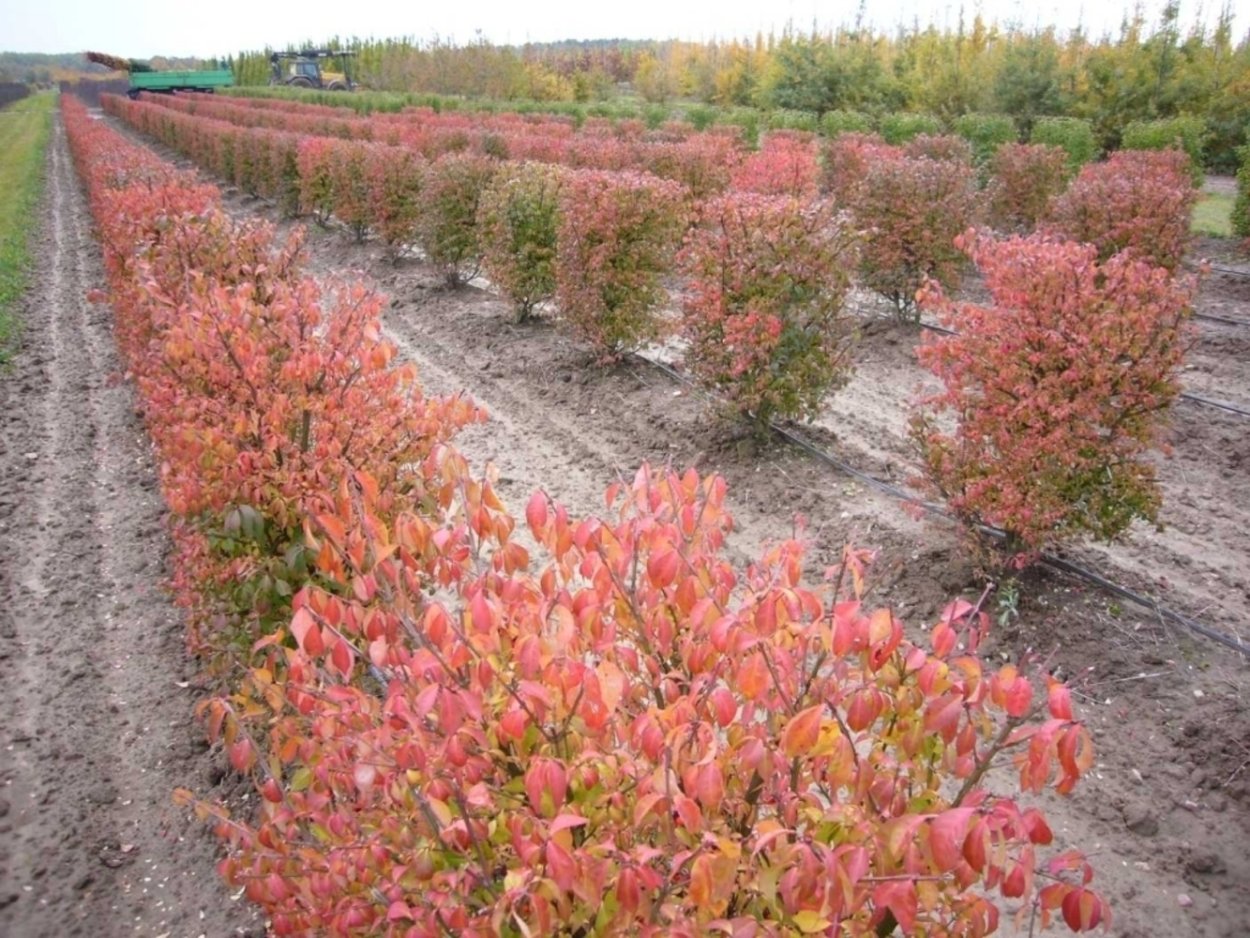 Бересклет Европейский Рэд Каскад