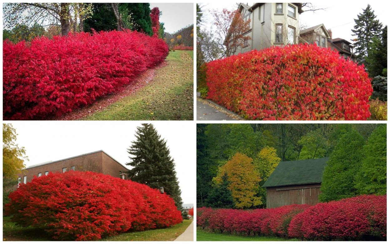 Бересклет крылатый Живая изгородь