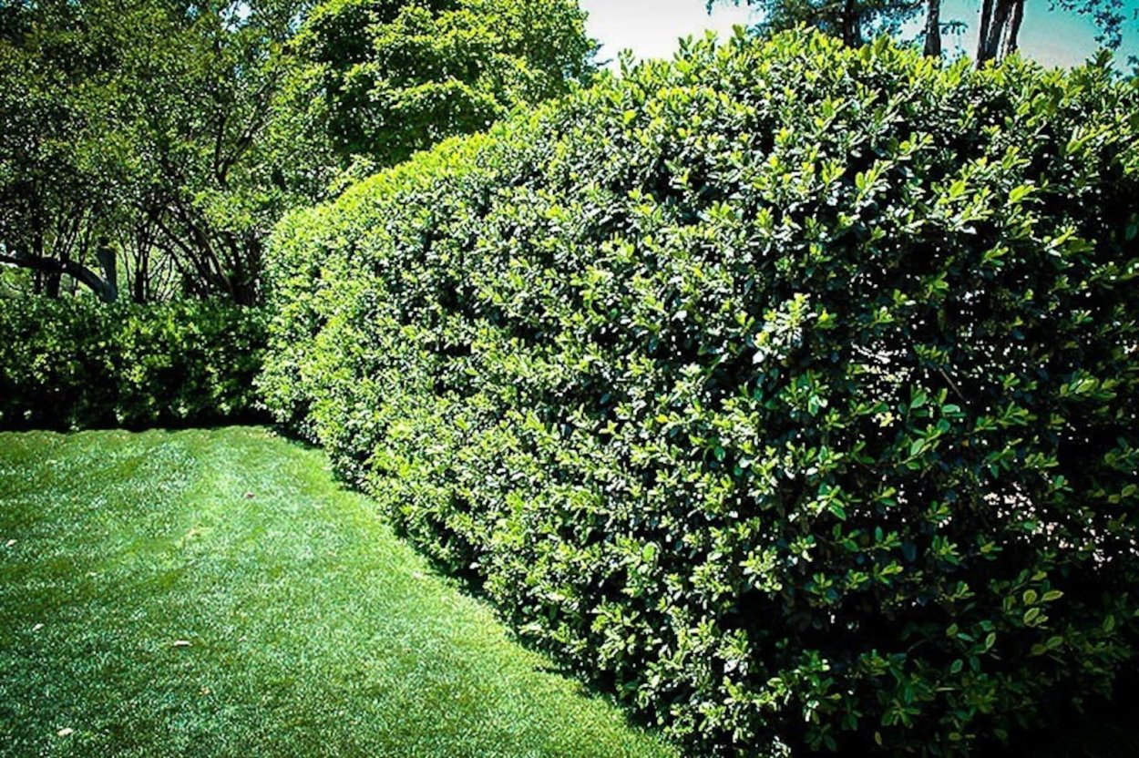 Бирючина Атровиренс