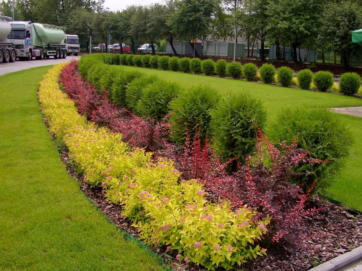 Спирея Голден принцесс бордюр
